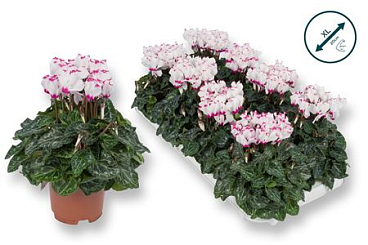 Cyclamen Premium Victoria White-pink