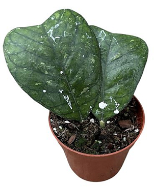 Hoya Deykeae