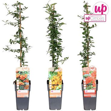 Pyracantha Mix
