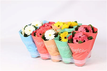 Gerbera Mix Tisento Sleeve 2+