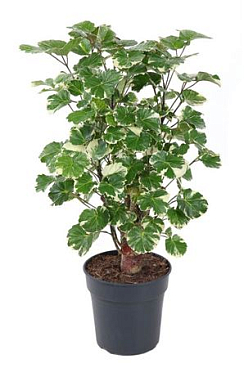 Polyscias Balfouriana Branched