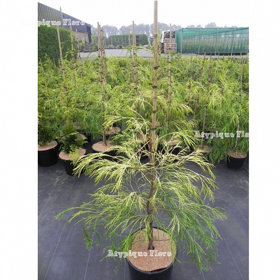 Кипарисовик лоусона Филипс Голден Спринклерс