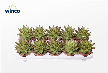 Echeveria Lipstick (dr)