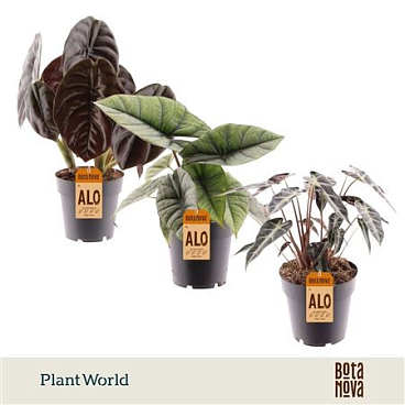 Alocasia 3-4 Srt Mix