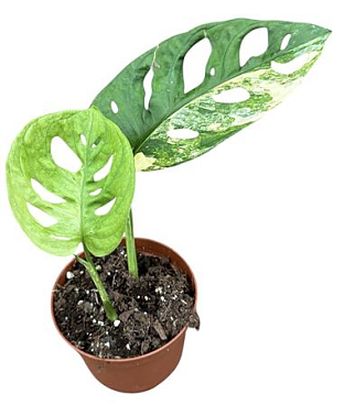 Monstera Adansonii Aurea