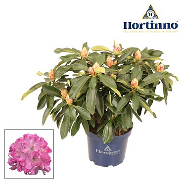 Rhodo Hortinno Garden Xxl Pink Tiger Green