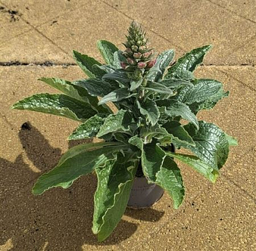 Digitalis Arctic Fox