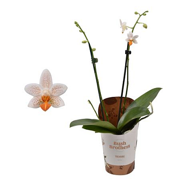 Phal 1/2 St Minimark