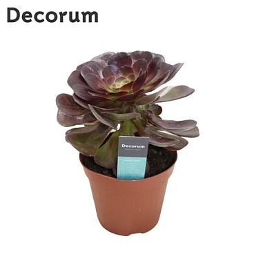Aeonium Bushing Beauty (decorum) Decorum+steker