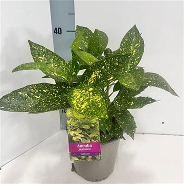Aucuba Japonica Variegata