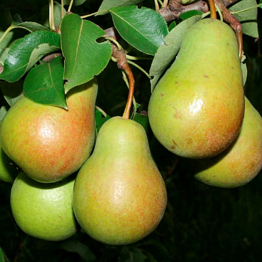 Груша обыкновенная Чижовская (в тубе)