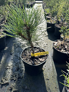 Сосна черная Хельга