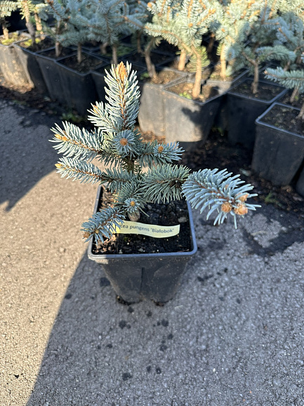 Ель колючая Белобок