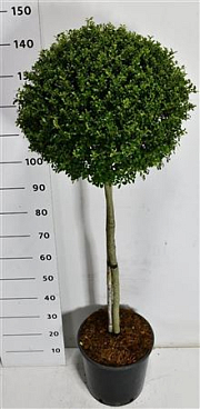 Ilex Cren Glory Gem On Stem