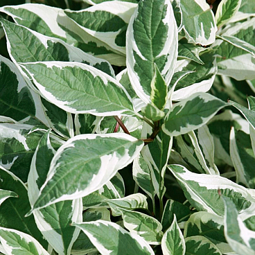 Дерен белый Байлхал