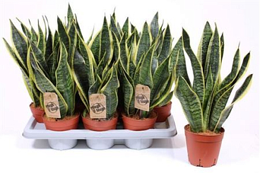 Sansevieria Superba