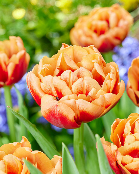 Тюльпан махровый ранний Конго