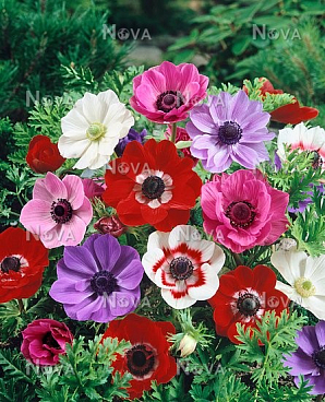 Анемона Де Каен