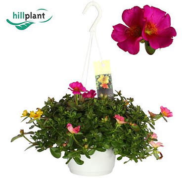 Portulaca Mixed
