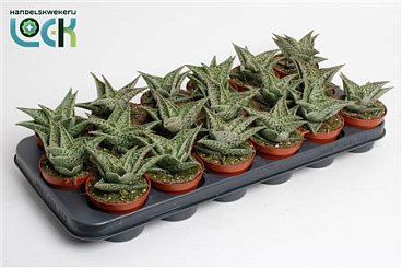 Aloe Tribal