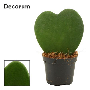 Hoya Kerrii Single (dec)