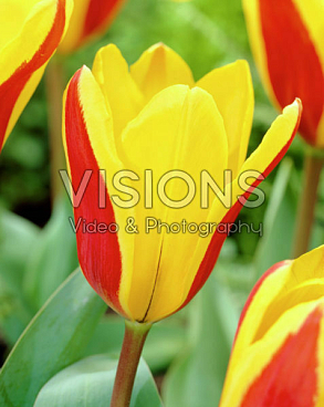 Тюльпан гибрид кауфмана Гоудстук