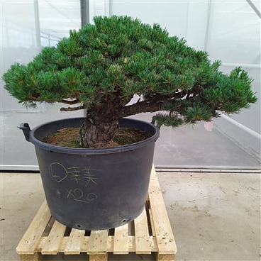 Pinus Parviflora Newaki
