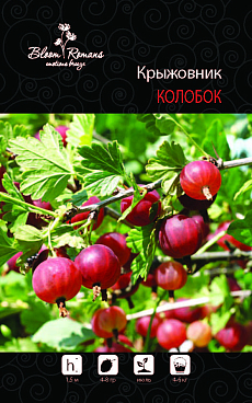 Крыжовник Колобок | Оптовая цветочная компания «Флора Групп» Крыжовник Колобок