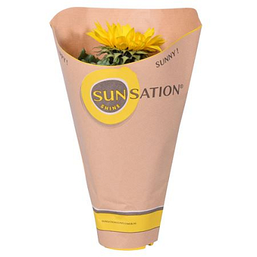 Helianthus In Sunsation Sleeve