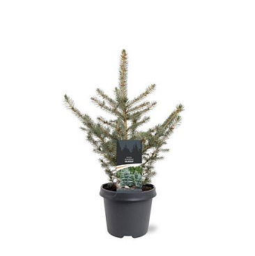 Picea Pungens Glauca