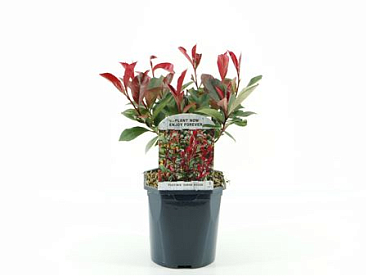 Photinia Fras Carre Rouge