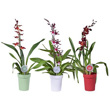 Odontoglossum 1st Mix In Pot (morelips)