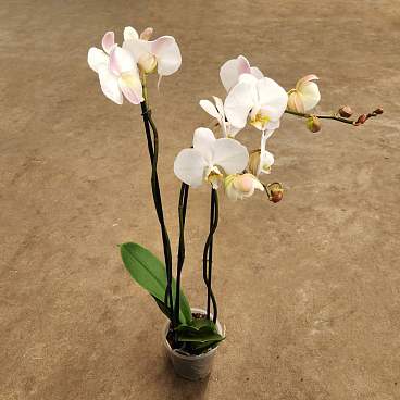 Фаленопсис 3 ст белый