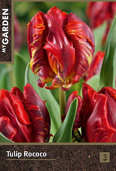 Тюльпан попугайный Рококо