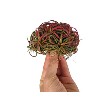 Tillandsia Ionantha Clumb Red