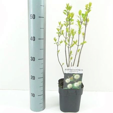 Cephalanthus Occidentalis