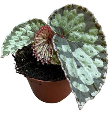 Begonia Umbrella Hybrid