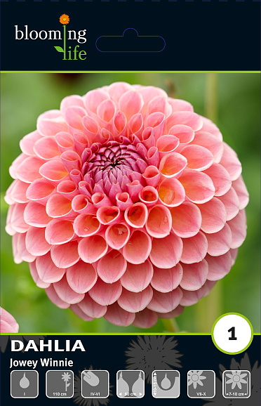 Георгина шаровидная Джовей Винни