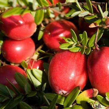 Клюква крупноплодная Стивенс