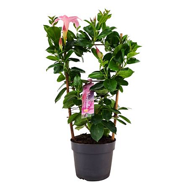 Mandevilla Pink On Reck