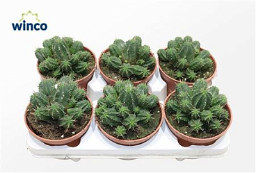 Euphorbia Aggregata