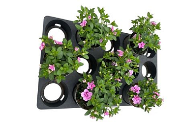 Calibrachoa Chameleon Double Pink Yellow