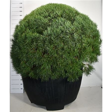 Pinus Sylv Watereri