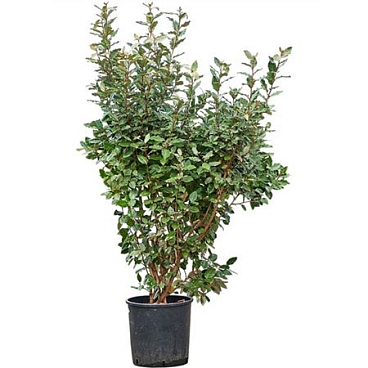 Elaeagnus Ebbingei