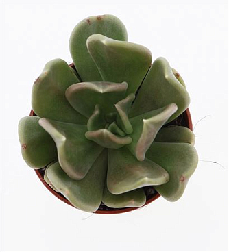 Echeveria Curve