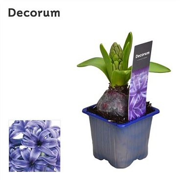 Hyacinthus Blue Pearl 1pp Label (decorum)