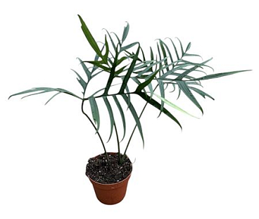 Philodendron Polypodiodes