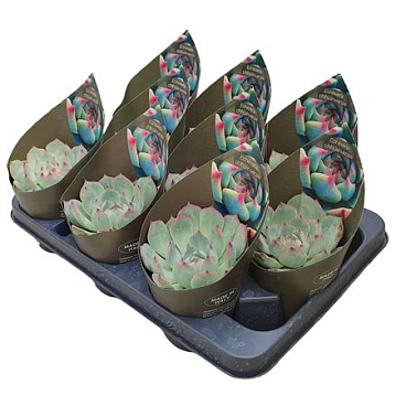 Echeveria Chihuahuensis Potcover