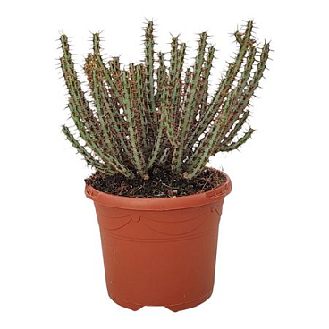 Euphorbia Aeruginosa