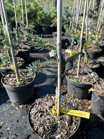 Ель обыкновенная Фрохбург